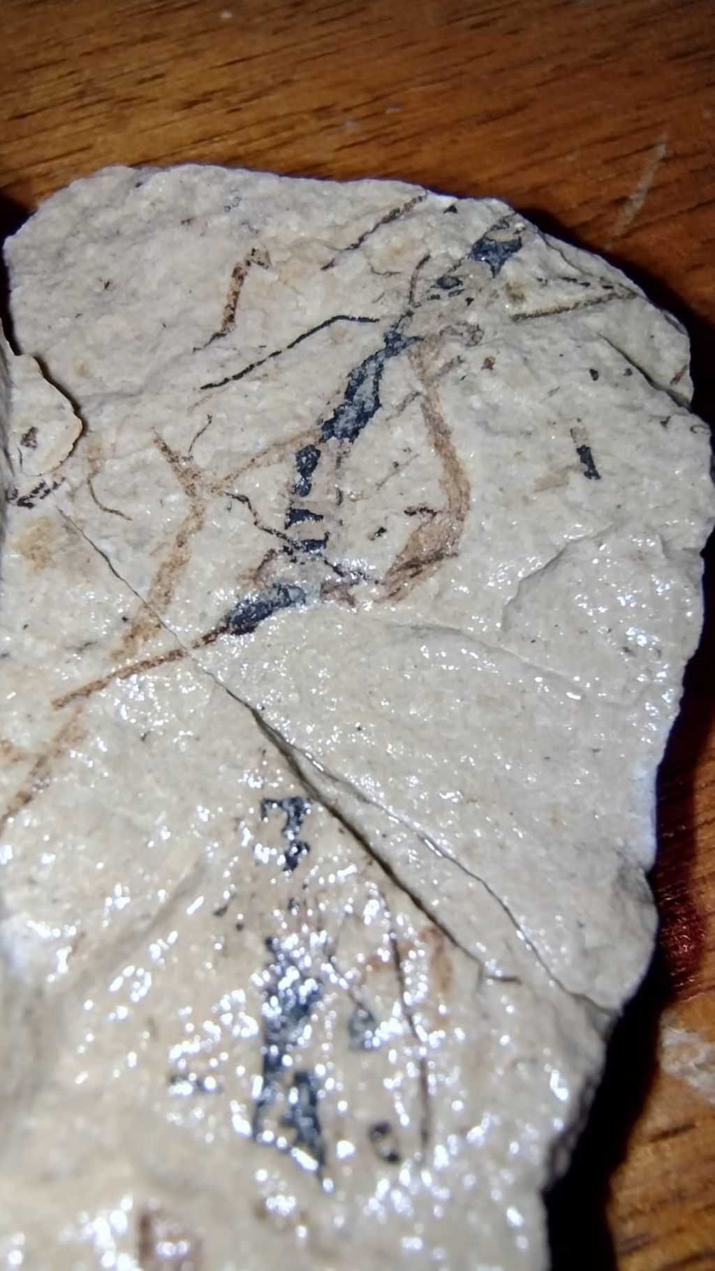 FOSSILE INSETTO?